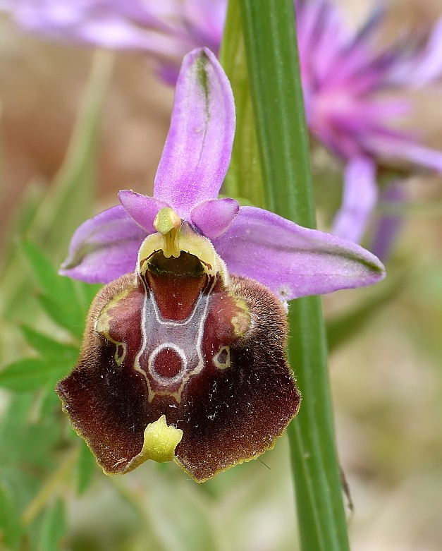 Ophrys cinnabarina (=Ophrys holosericea subsp. paolina) nuova sottos. del Gargano